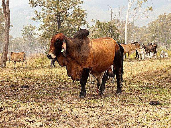 小说《屠宰场》看阿根廷的独裁统治时期