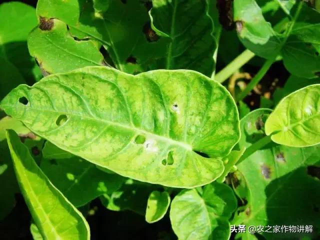 有图有真相史上最全芹菜病害,空心菜病虫害图谱手册