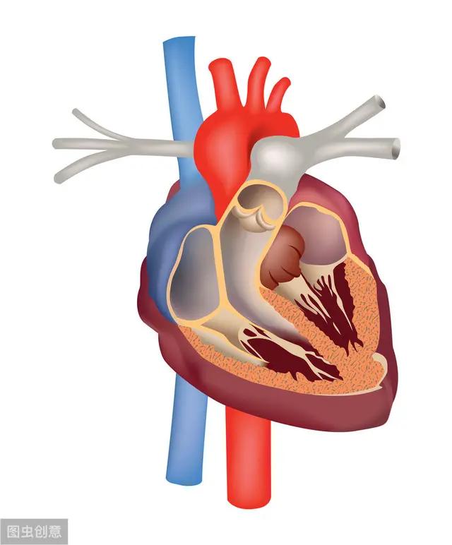 心力衰竭应该吃哪些食物,心力衰竭一直要少喝水吗