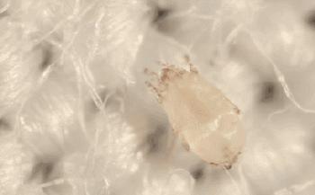 古力娜扎暗黑系烟熏妆,古力娜扎万圣节cos