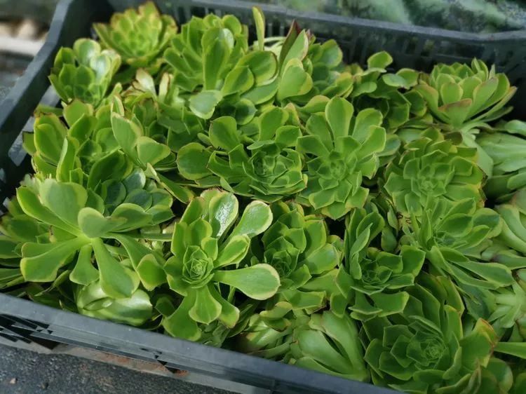 法师新品：青翠欲滴“檬”动我心，青檬法师育繁记