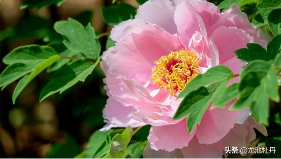 杨玉环牡丹,杨玉环和洛阳牡丹