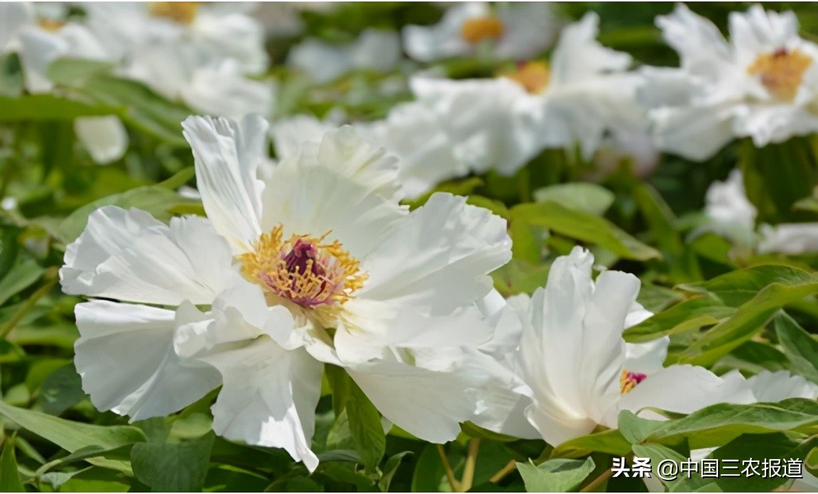 牡丹如何通过栽培增加其观赏价值,牡丹种植的价值