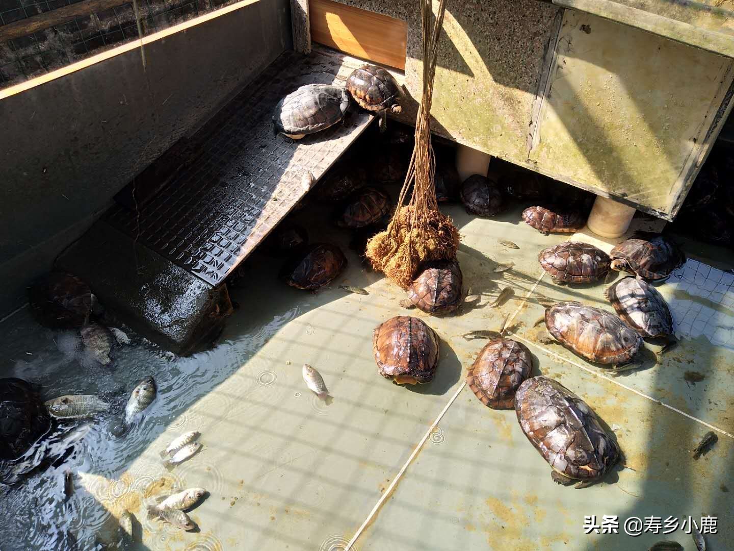 石金钱龟跌落神坛,跌落神坛的宝石