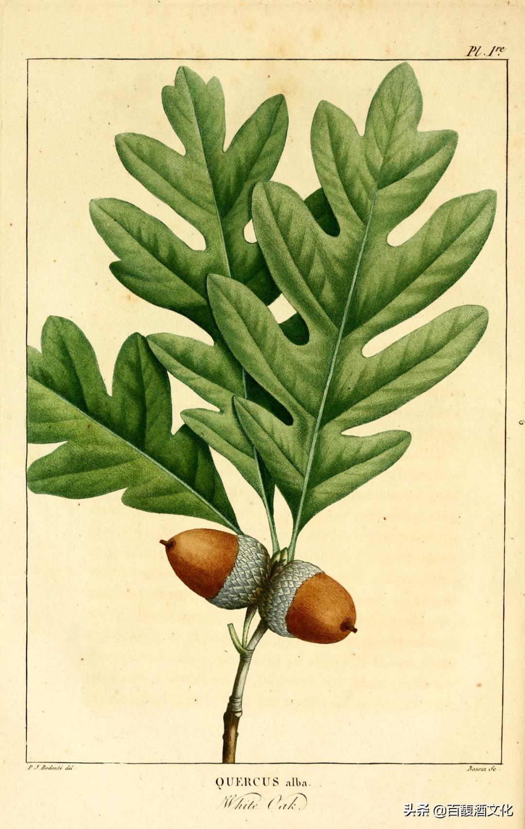 橡木桶从什么时期开始用的,橡木桶的历史