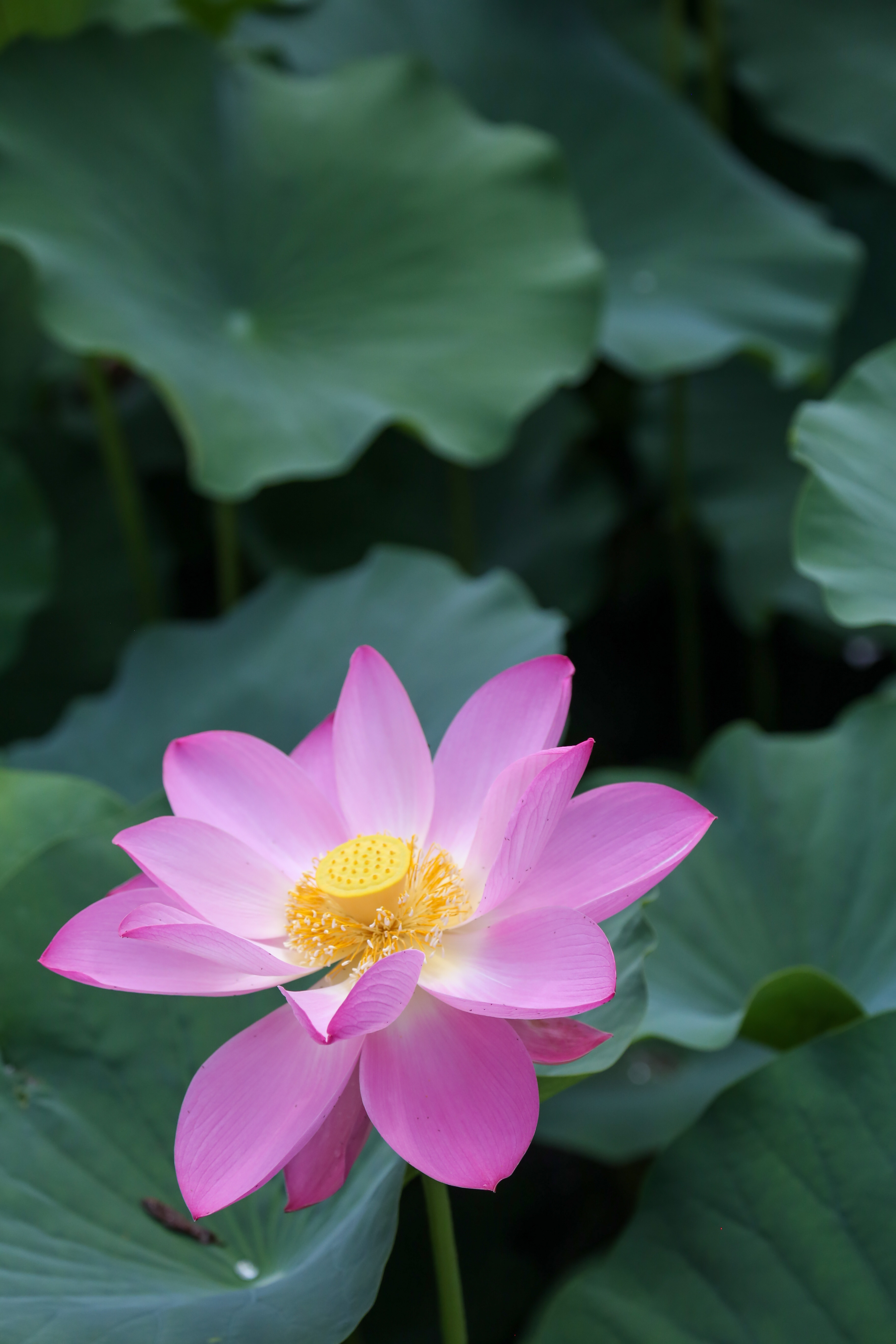 保定市古莲花池夜景,保定古莲花池美照