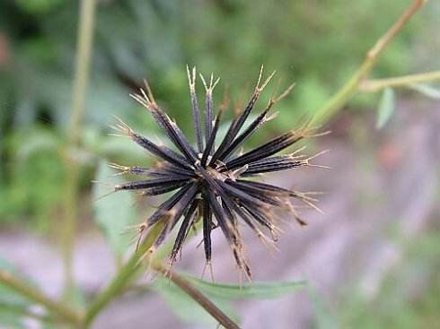 3种植物很“黏人”，一旦被粘住，半天弄不完