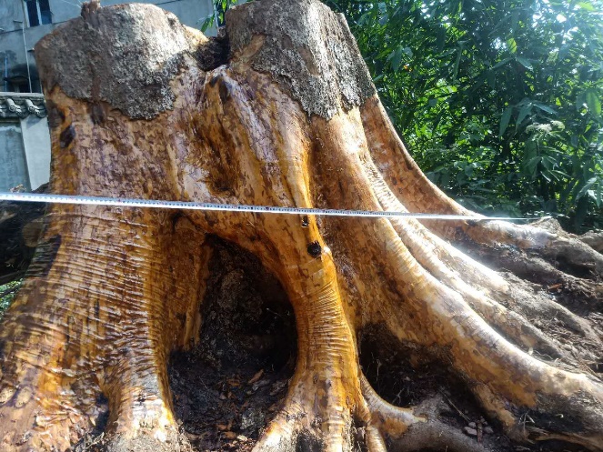 金丝楠乌木馆直播,金丝楠乌木料