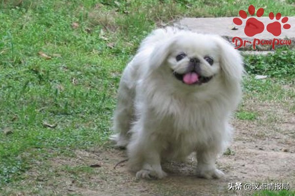 普安特狗狗外驱药怎么用,普安特狗狗药浴的用法