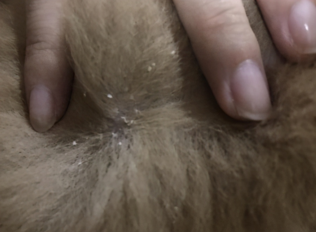 泰迪狗狗洗完澡有皮屑是什么原因,狗狗对沐浴露过敏全是皮屑怎么办