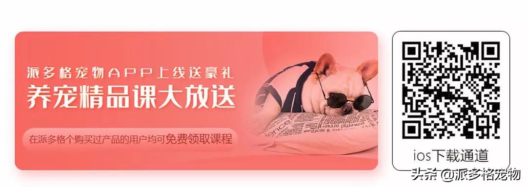 派多格宠物app,派多格宠物交流平台银川