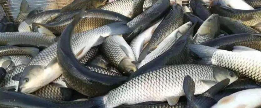 捕鱼大作战网易视频,捕鱼大作战新闻