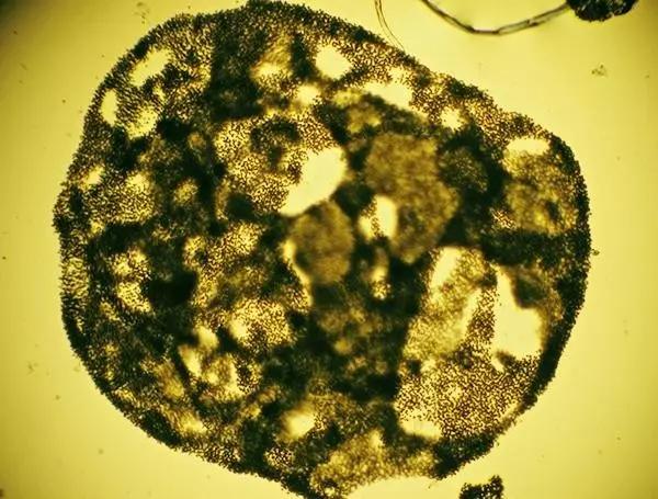 水产养殖藻类老化是怎样的,水产养殖显微镜下各种藻类