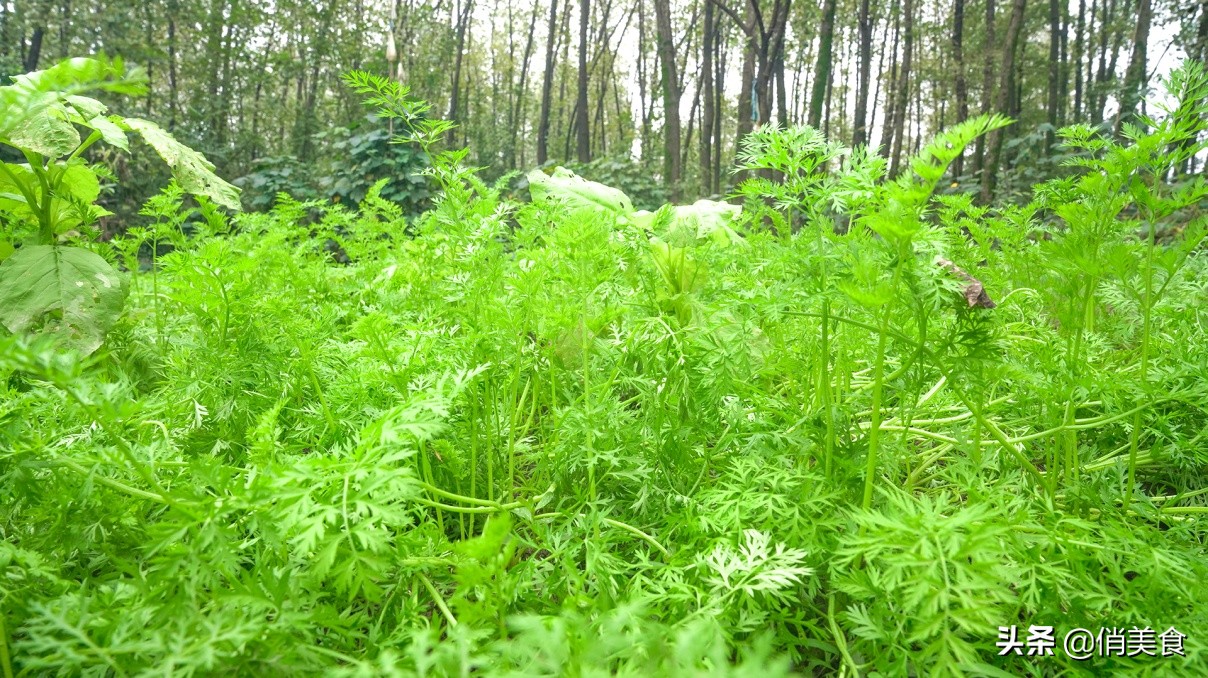 蒸胡萝卜丝的正确做法,怎么蒸胡萝卜丝比较好吃