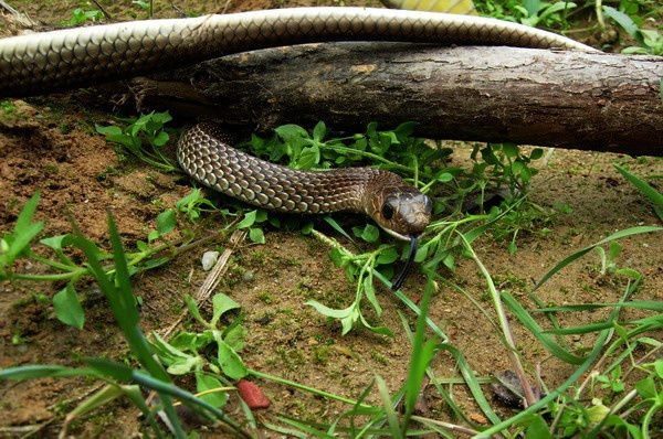 建房子怎么防蛇驱蛇最有效,庭院防蛇虫用什么药