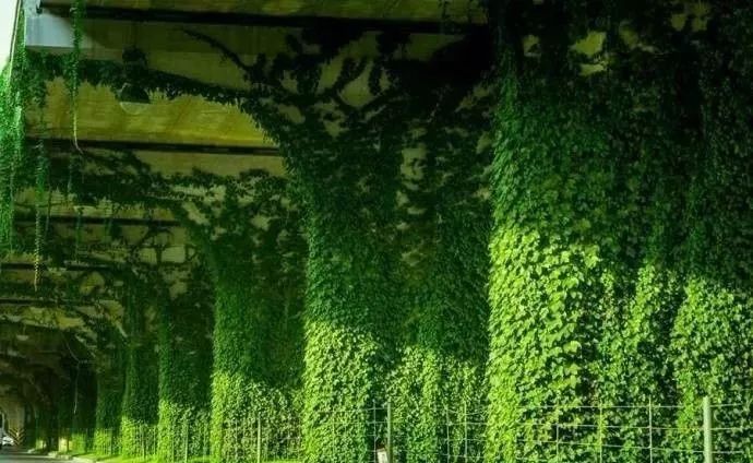 成都二环绿化,成都二环绿植视频