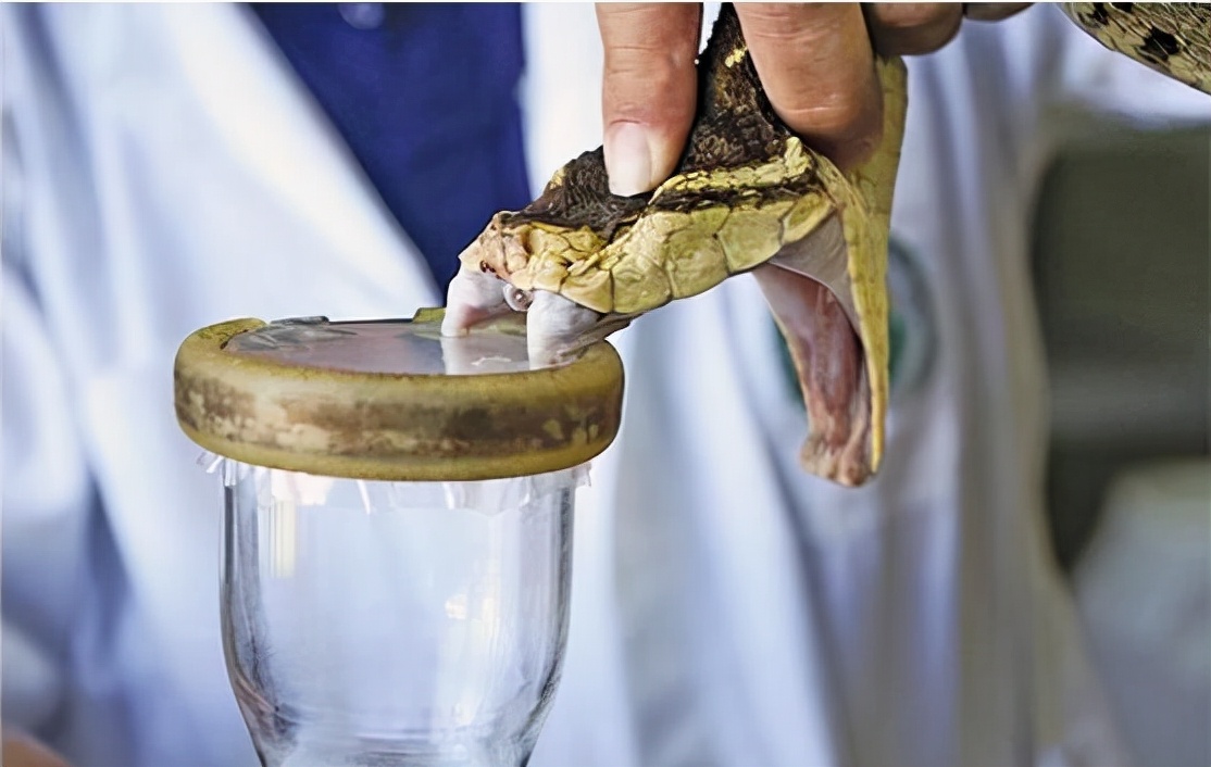 被蛇咬急寻抗蛇毒血清,专家被蛇咬伤抗蛇毒血清