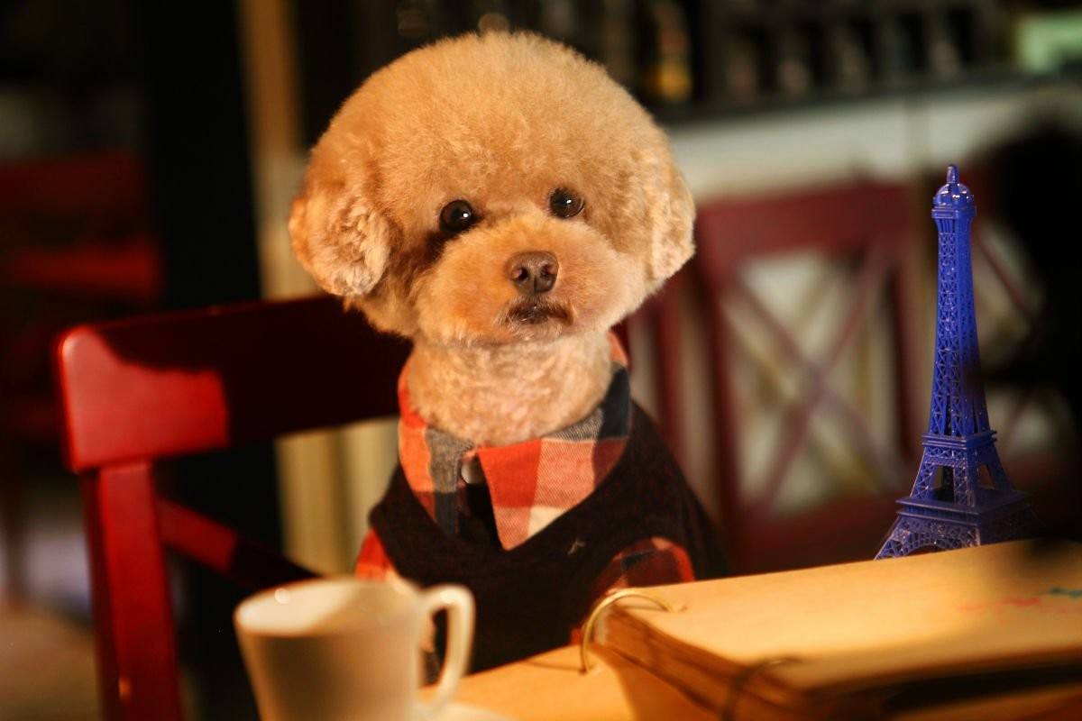 泰迪换主人要多久才会认定新主人,泰迪换毛期的样子