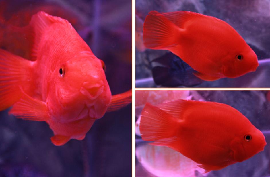 血鹦鹉鱼品种及图片,请欣赏5种血鹦鹉鱼的外形特点