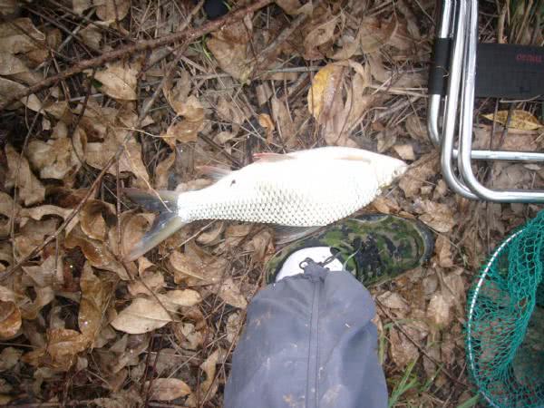 广东钓土鲮鱼用多大的子线和钩子,南宁用什么饵料钓土鲮