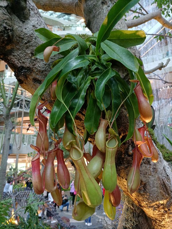 光环购物公园与新加坡樟宜机场,重庆观光购物公园