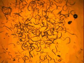 源自德国鲁道夫抗菌技术（MED），哪怕0.1㎜的差距都要死磕到底？