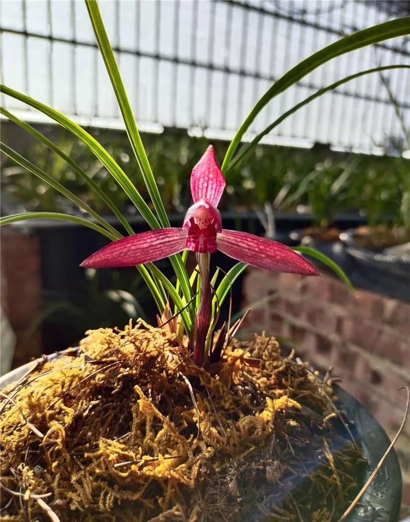 云南出过的春兰名品,云南玉溪有哪些名贵兰花