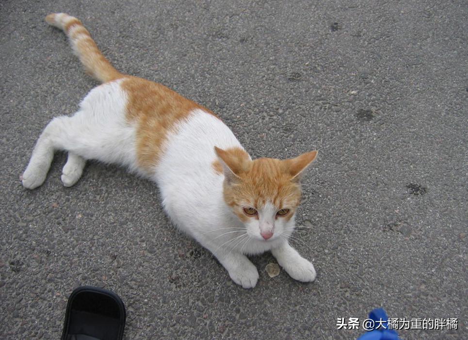 如何带着猫咪自驾游,带着小猫自驾游猫咪怎么上厕所