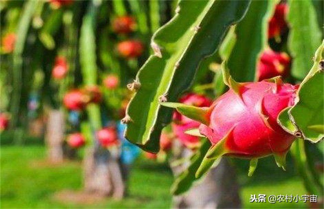 红心火龙果栽培最佳时间,红心火龙果如何种植养护