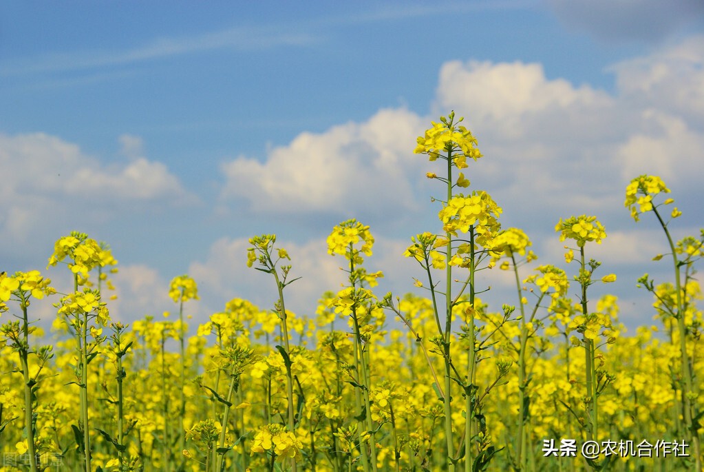 四川农机合作社,四川惠民农机专业合作社