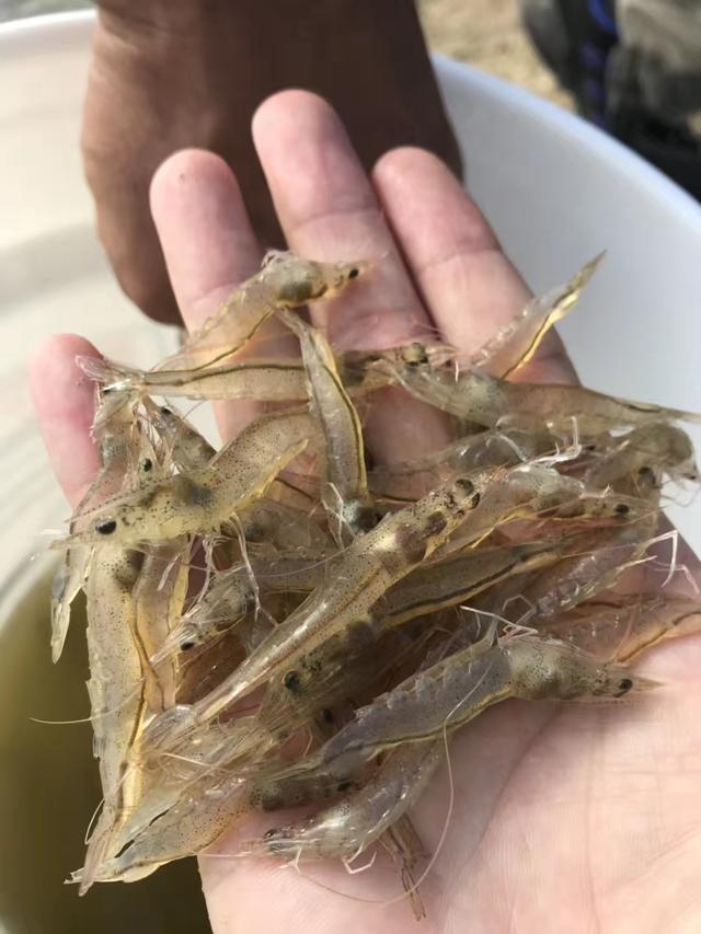 南美对虾肠炎怎么预防,纳米银可以治疗南美白对虾肠炎吗