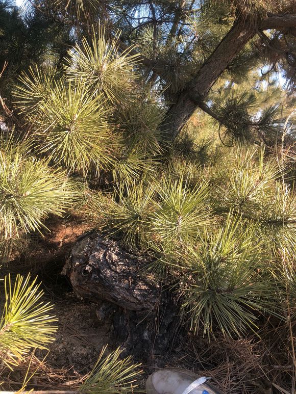 精品黑松盆景大全,精品黑松盆景欣赏