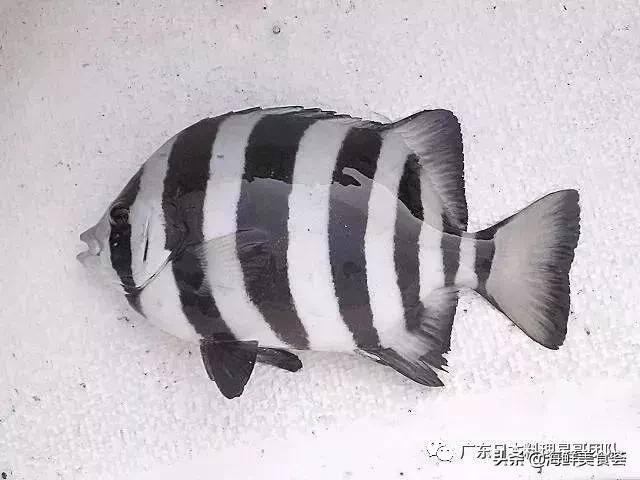 这5种淡水鱼值得多吃,中国最好吃的鱼类排行榜