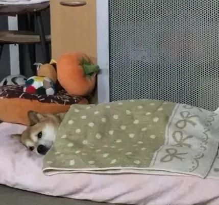 双十一加班发个朋友圈怎么说,双十一买书的文案朋友圈怎么发