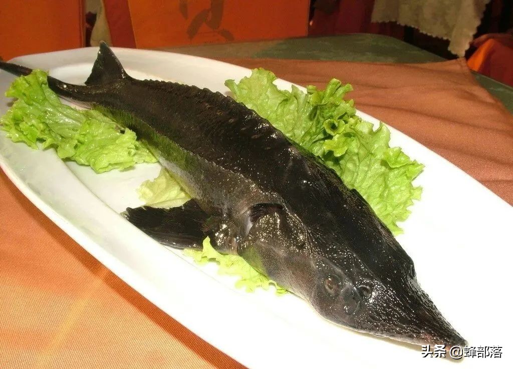 养殖什么小型鱼能赚钱,2021年鱼塘养殖什么鱼最赚钱呢