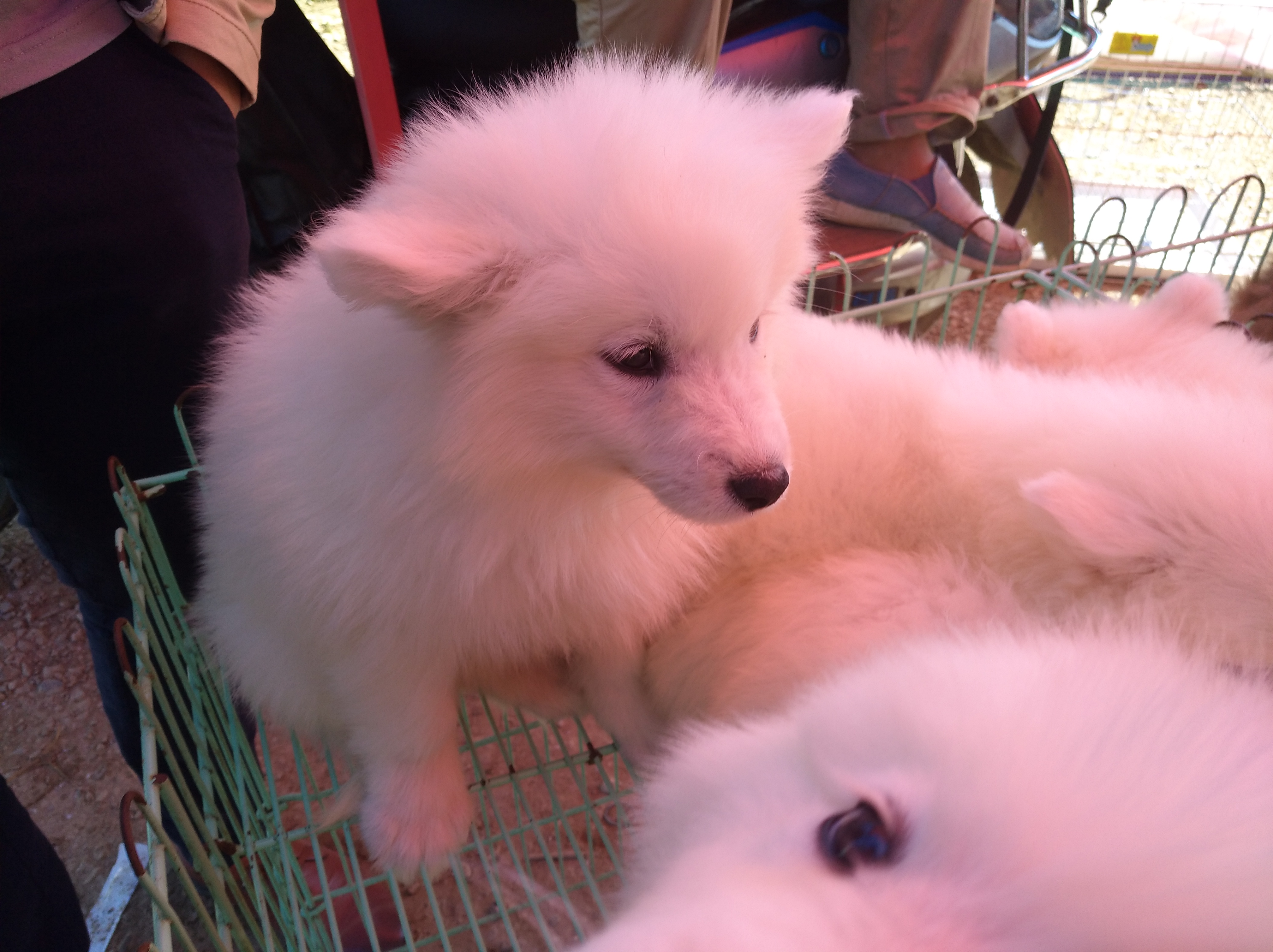 狗市买萨摩耶5元一只,狗市上一只萨摩耶一般多少钱