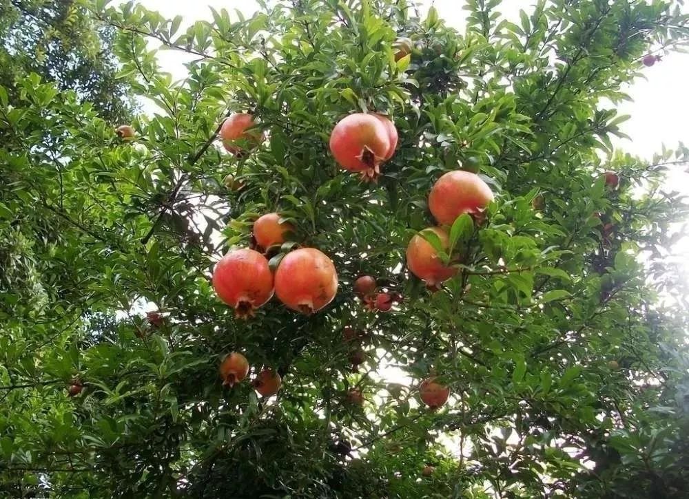 庭院辟邪的十种植物,庭院墙头守护神