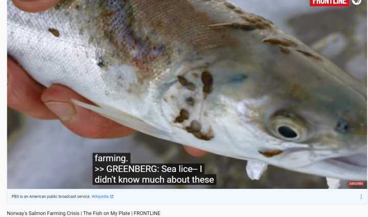 挪威三文鱼和北欧大西洋鲑鱼,德国鲑鱼和挪威三文鱼