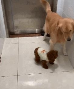 为什么泰迪很讨厌,为什么有些人讨厌泰迪