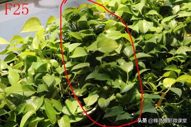 镜头有灰会进cmos吗,镜头有灰有影响二手价格吗