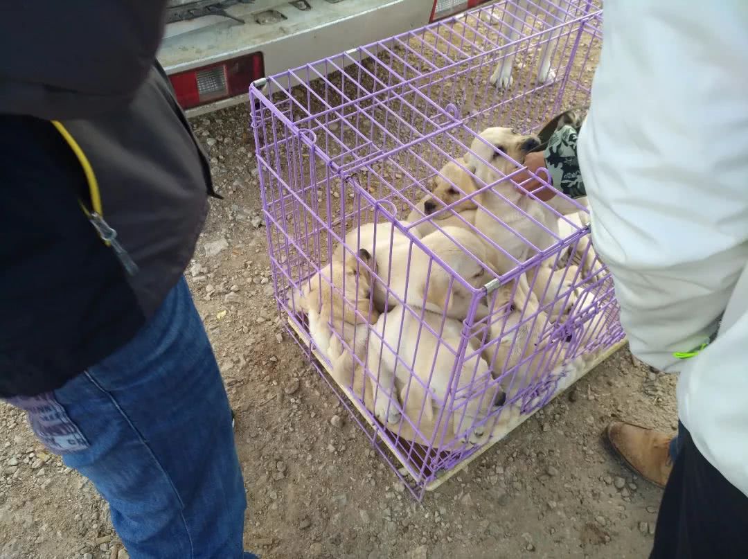 拉布拉多幼犬200元出售同城,出售拉布拉多幼犬50元一只