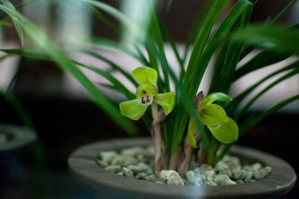 人民币花卉图案分别是什么花,19年第五版人民币花卉