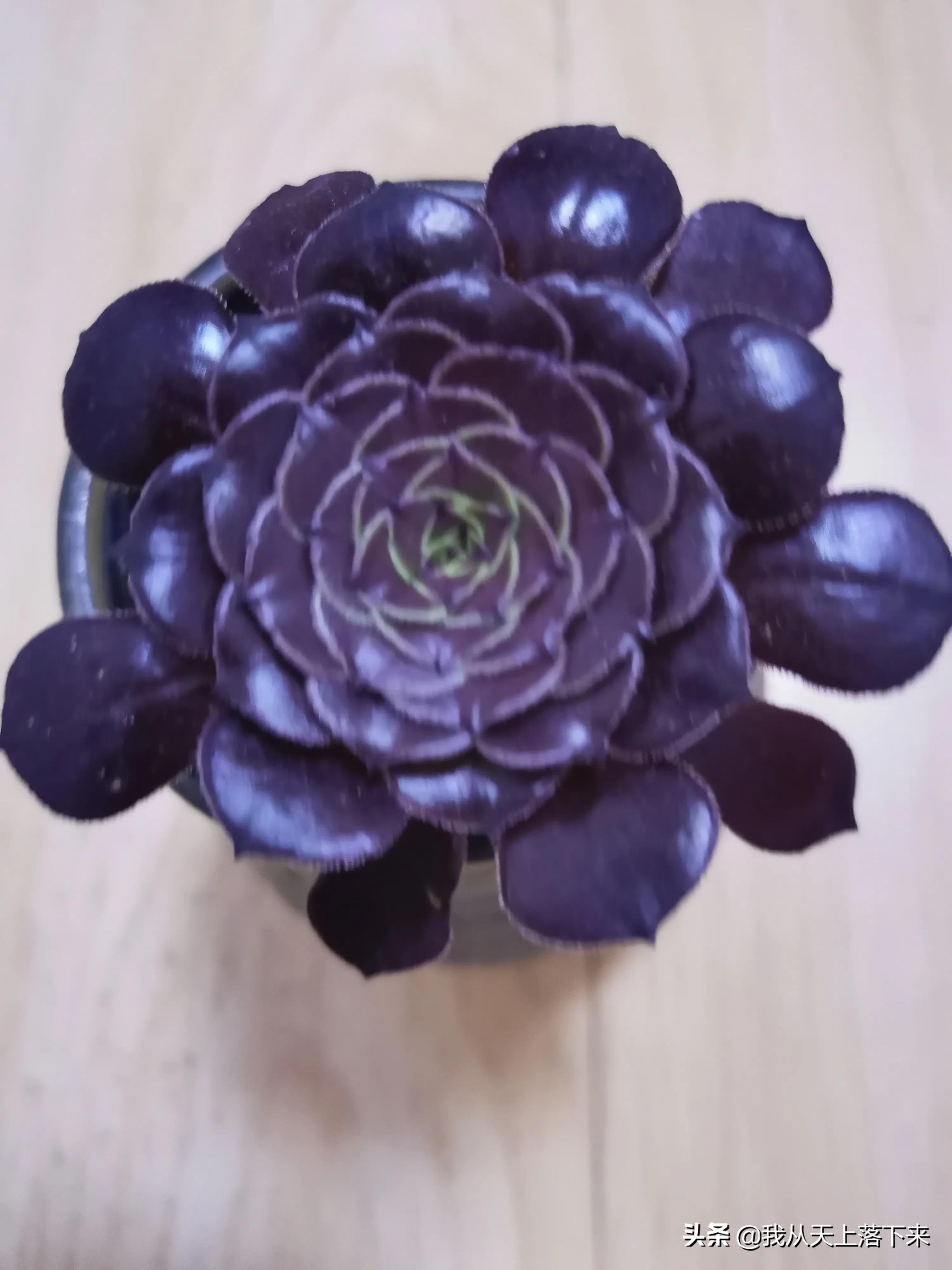 89种常见多肉植物品种图，实物拍摄，还不认识的小伙伴赶紧收藏好