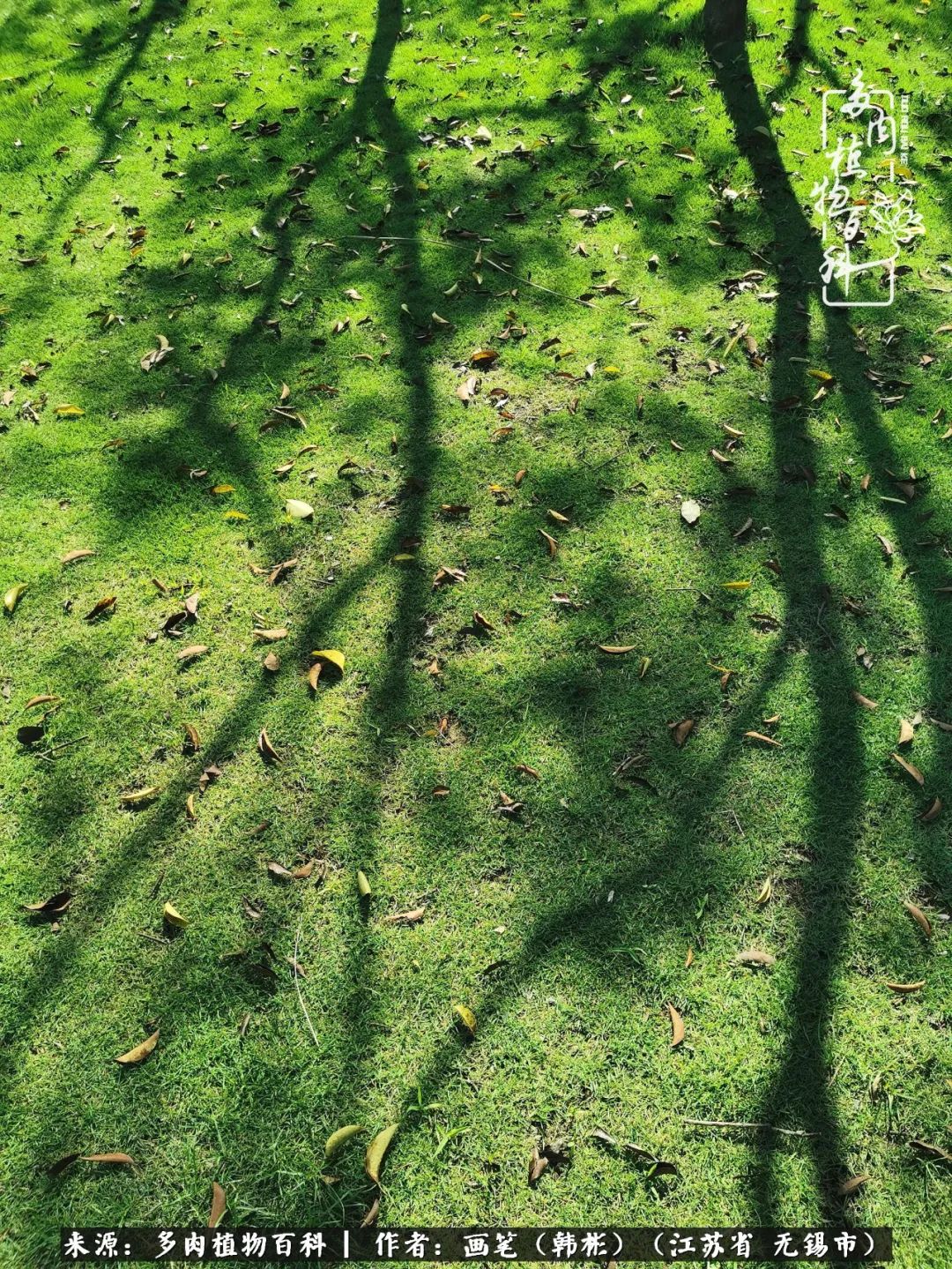 阳台多肉花园简直美翻了,适合男生养的多肉