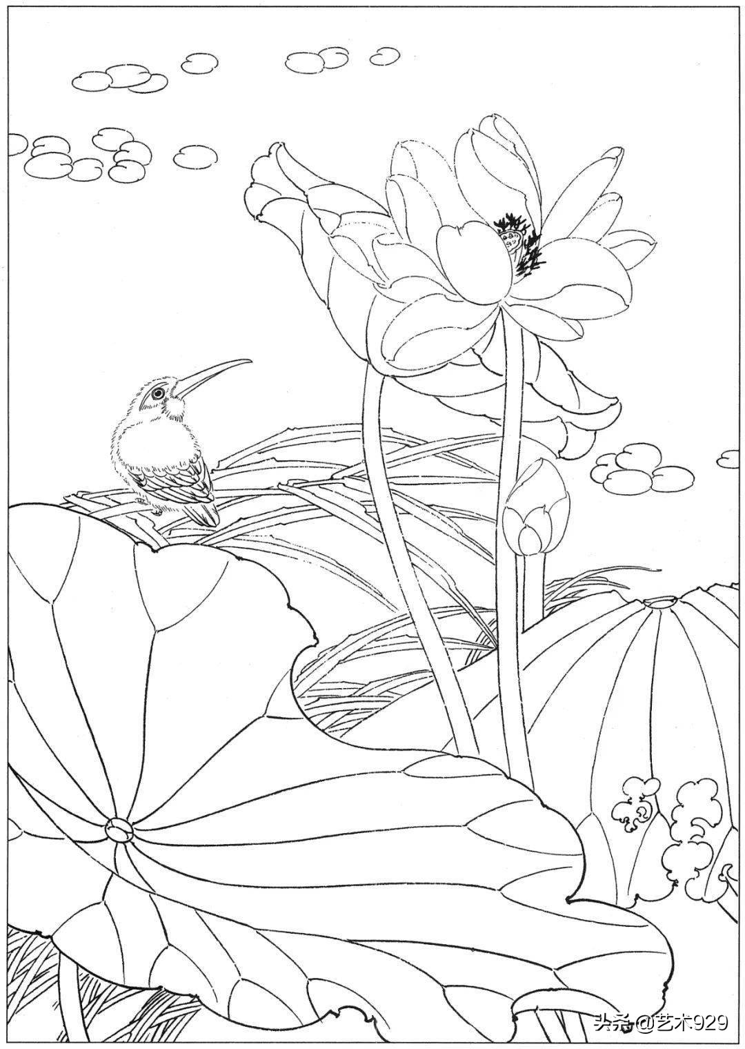 适合初学者的荷花白描画稿,荷花小品实用白描画稿