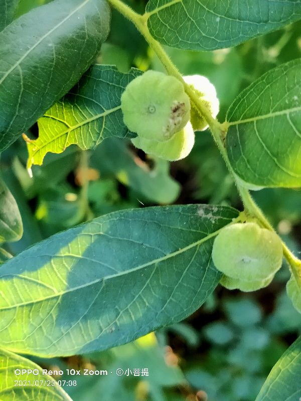 算盘子植物介绍,算盘子属于什么类型植物