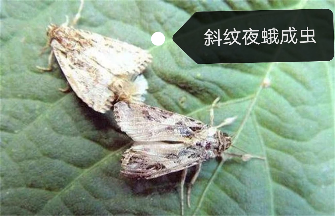 地下害虫,地下害虫斜纹夜蛾
