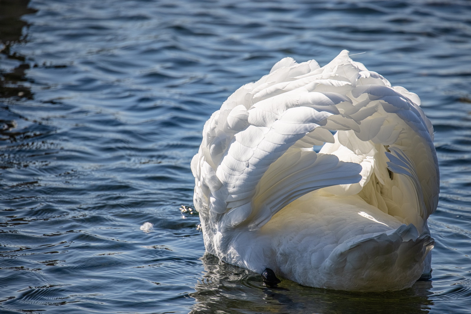 如何用eosr5拍摄视频,eosr5摄影