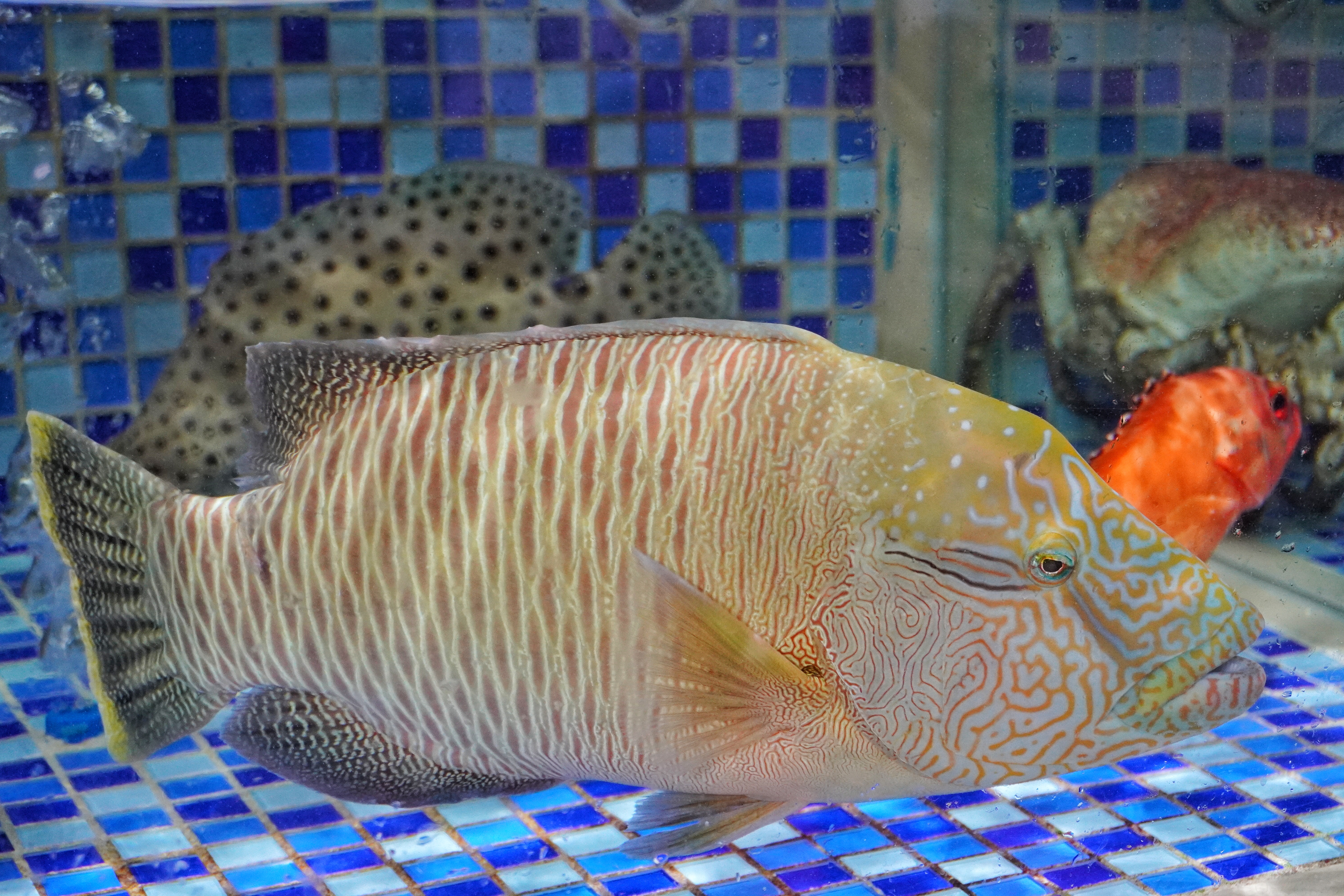 昆明海鲜大咖推荐珥季路,昆明24小时营业的海鲜大咖