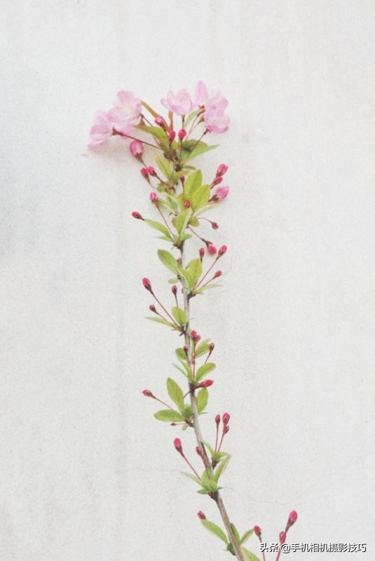 拍花小技巧怎样拍出好看的照片,如何拍花拍出意境